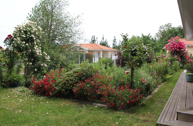 rose fuchsia 'Gîte de France' de Meilland