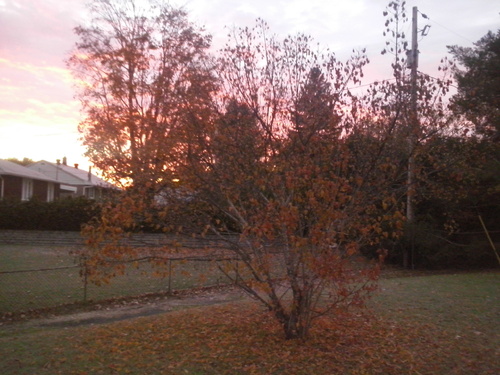 Autumn morning in Gatineau II