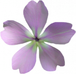 Tube fleur
