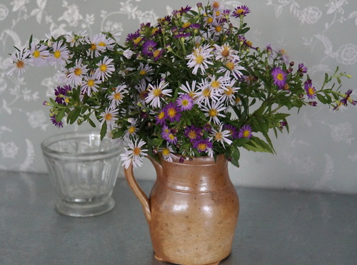 les asters se ramassent à la pelle