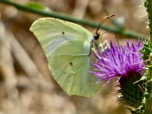 Peut être une image de nature