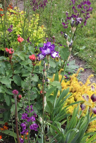iris 'Stepping out'