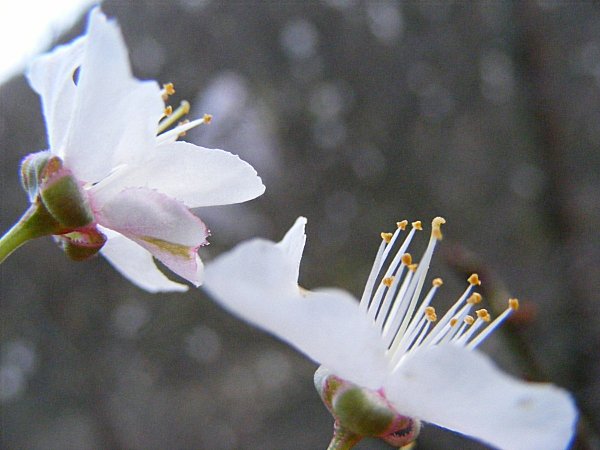 PETITS-MATINS-QUI-CHANTENT--4-.JPG