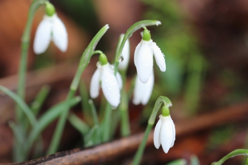 Bientôt le printemps