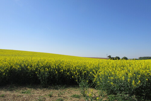        -   ma marche ce matin dans ma campagne