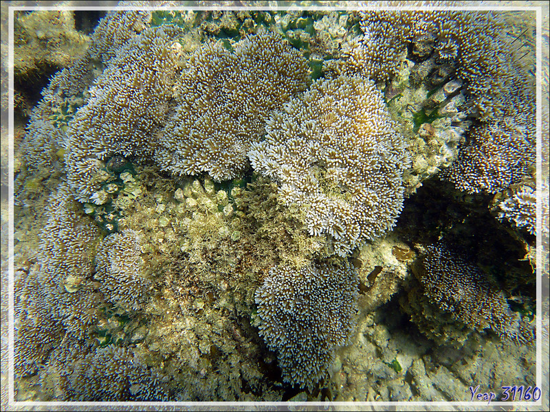 Snorkeling à Nosy Tanikely : coraux en phase "fleurie" - Madagascar