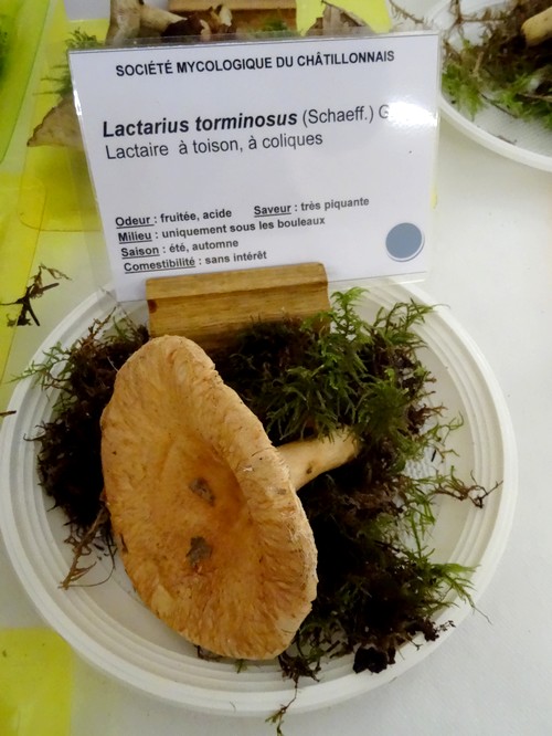 Une bien belle exposition mycologique a eu lieu à Châtillon sur Seine le week-end dernier....