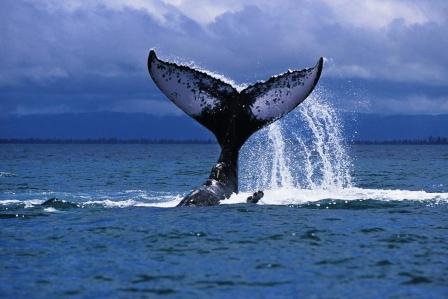 Baleine à bosse - nageoire caudale