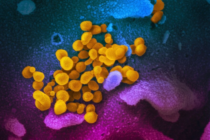 Le coronavirus étudié au microscope électronique.