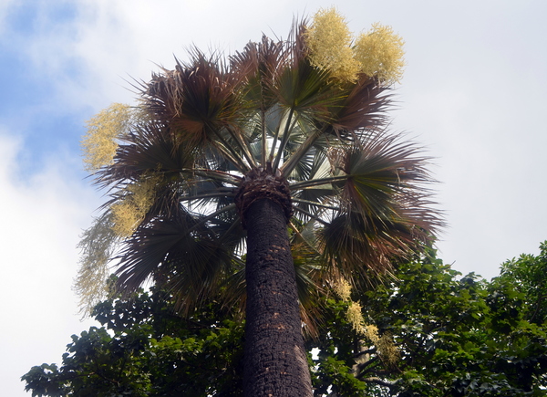 Circuit en étoile à Madère : Funchal, son marché et son jardin botanique