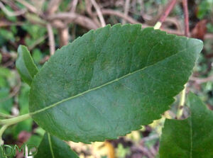 Arbutus unedo - arbousier