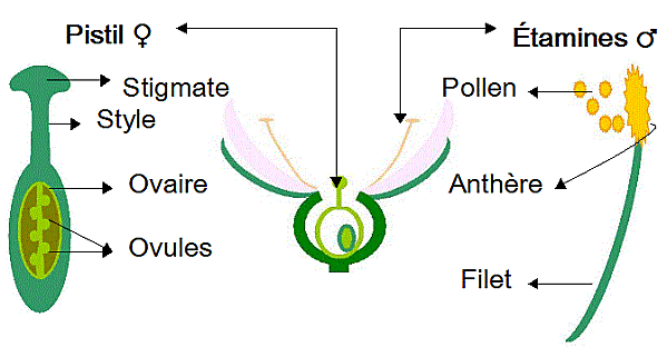 etamipistilok.GIF