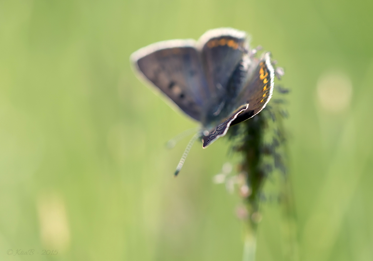  Cuivré fuligineux ♂