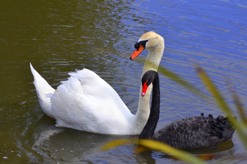  Fais moi un  cygne 