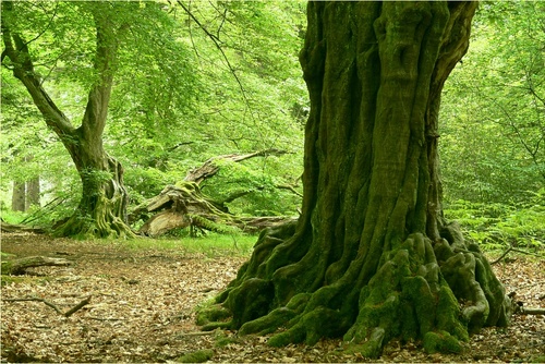 Vieux charmes de la vieille forêt de Sababurg (Allemagne) Reinhardswald Hainbuchen.jpg