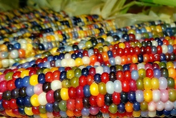 Des perles de maïs ... 