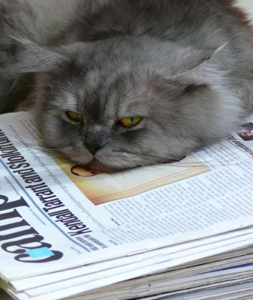 06 - Le chat et le journal