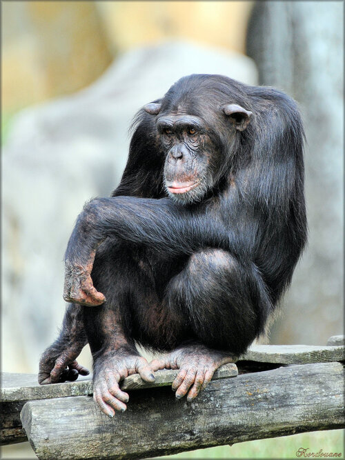 Photos de Chimpanzés du Zoo de la Palmyre