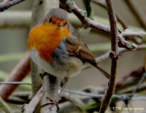 rouge-gorge