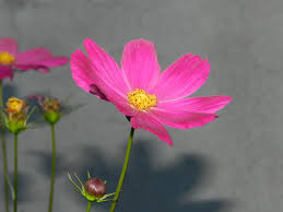 L'ombre des fleurs ...