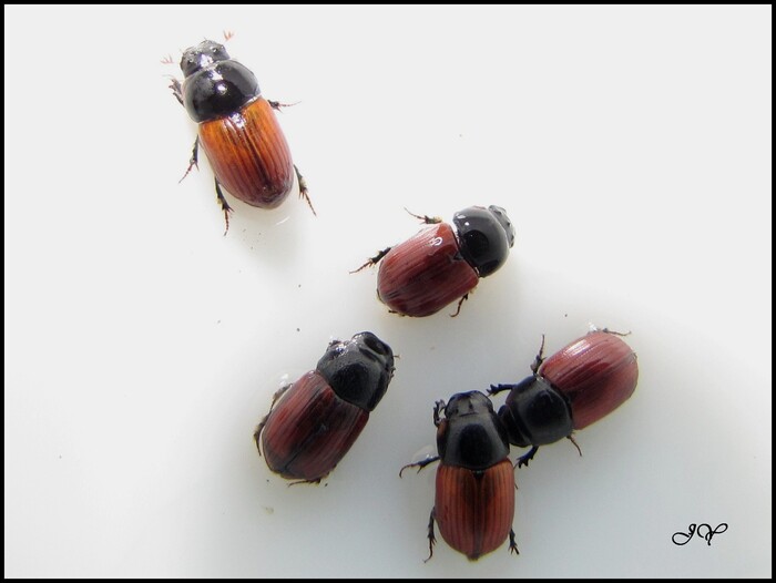 Aphodius fimetarius.