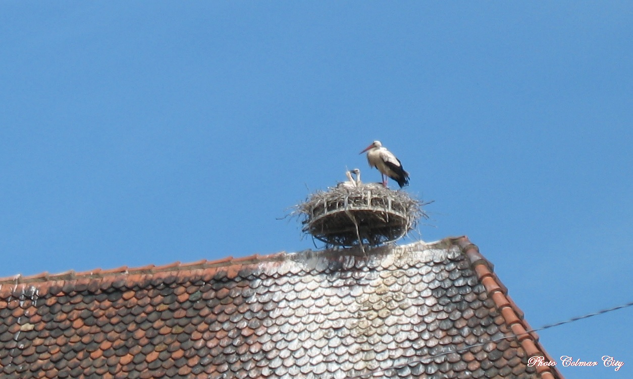 Colmar : Les cigognes des Catherinettes