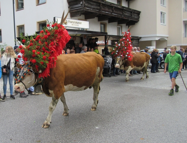 La descente des troupeaux des alpages au Tyrol, un spectacle inoubliable !