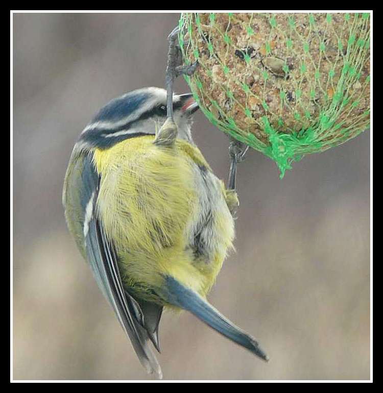 Mésange bleue