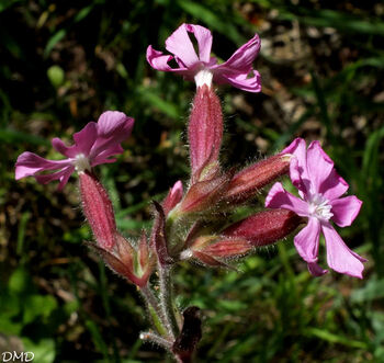 Silene dioïca  -  