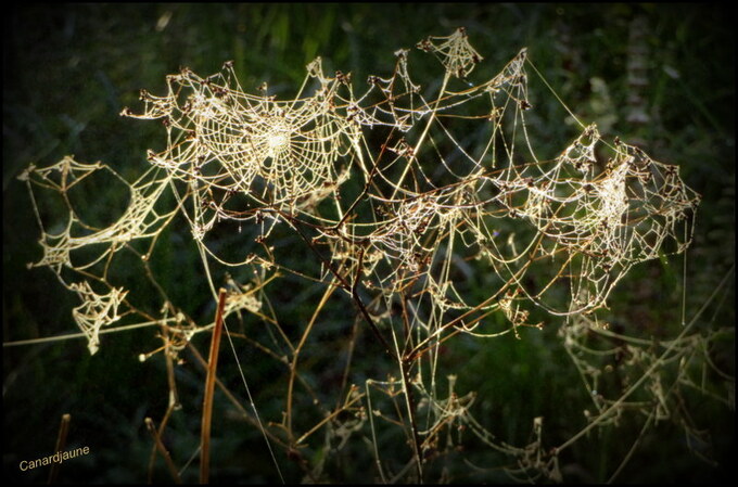 Halloween au jardin