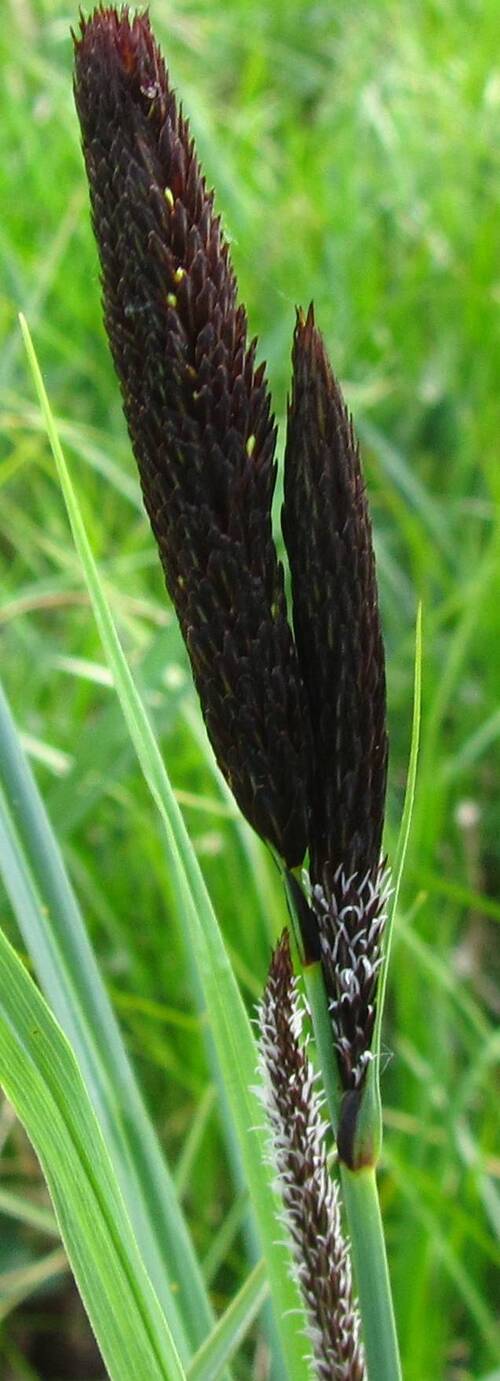 Carex acutiformis, la Laîche des marais,