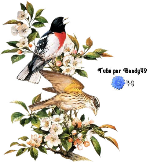 Mes tubes Animaux.. Oiseaux