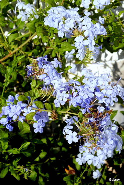 Les fleurs du plumbago 