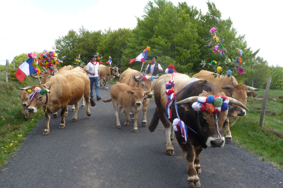 Fête de la transhumance en Lozère, Occitanie