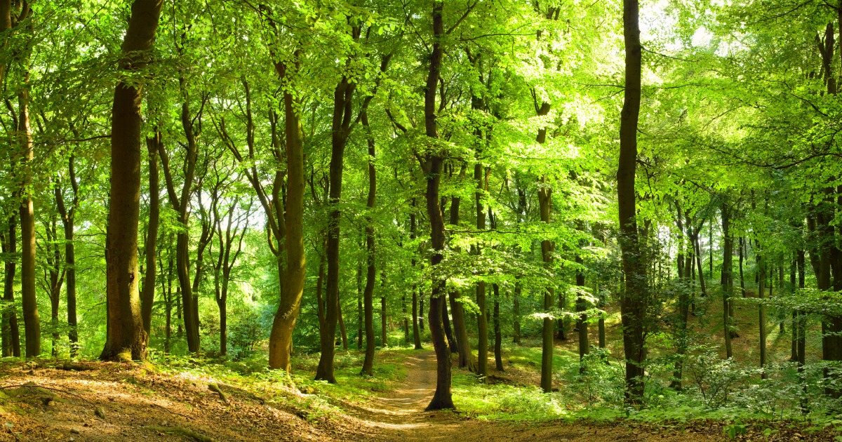 Peut être une image de nature, arbre et herbe