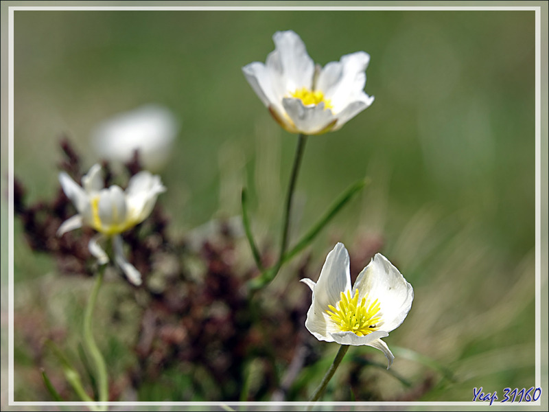 Renoncule des Pyrénées (Ranunculus pyrenaeus) - Col de Consires - Couledoux - 31