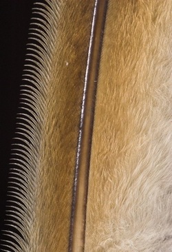 les dentelures d'une plume de hibou moyen-duc