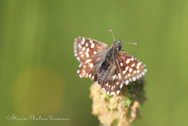  Hesperiidae Pyrginae  Pyrgus malvae L.  Le Tacheté, l'Hespérie de la Mauve, l'Hespérie de l'Orm 