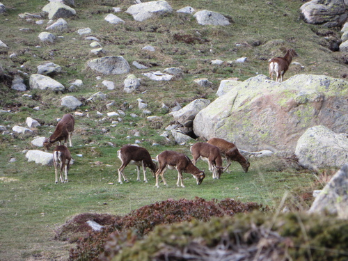 Cabane (1 nuit) : Vall Madriu - Estany / Coll de l'Illa (Engolasters) - Andorre