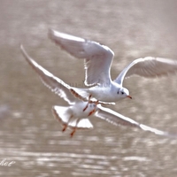 Mouette rieuse .