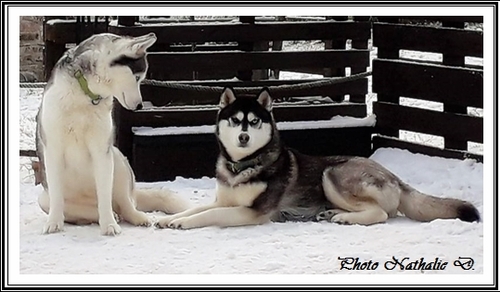 Husky des neiges (27 janvier 2019)