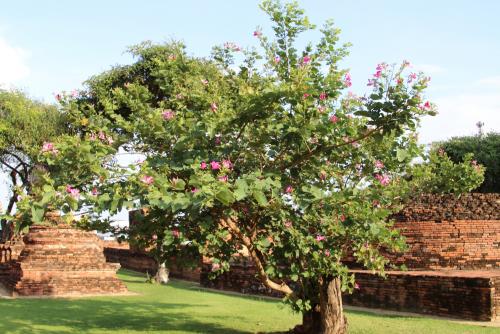 Fleurs de Thaïlande