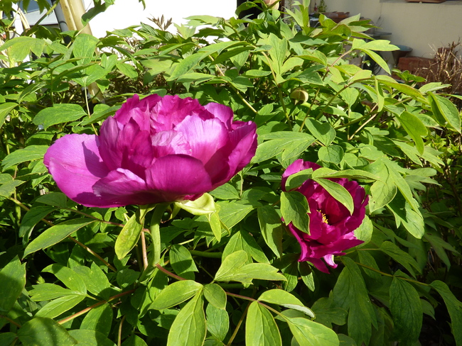 Pivoines arbustives