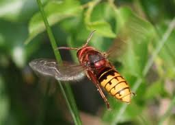 vespa crabro :frelon européen