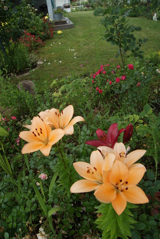 lys hybrides oranges et rouges