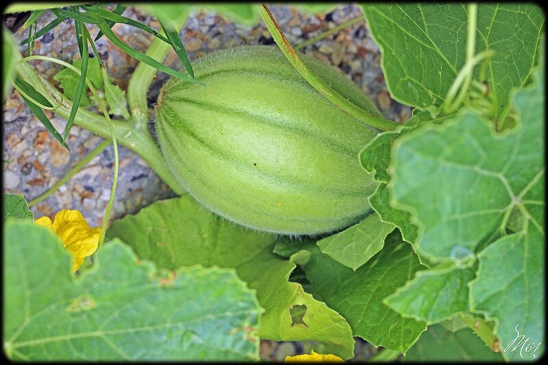 Dans le jardin potager .... suite