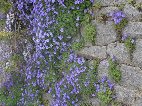D'autres petites fleurettes, la campanule des murailles