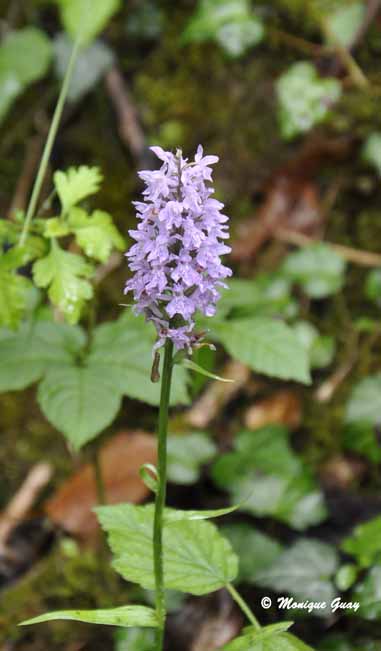 Quelques fleurs rencontrées en Haute-Savoie