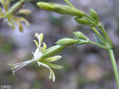 Silene nutans  -  silène penché