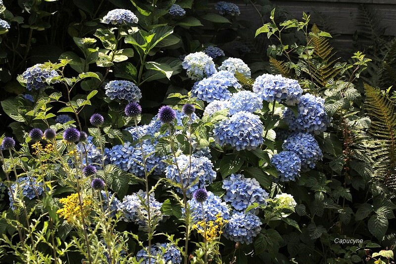 Très "fleur bleue", juillet !